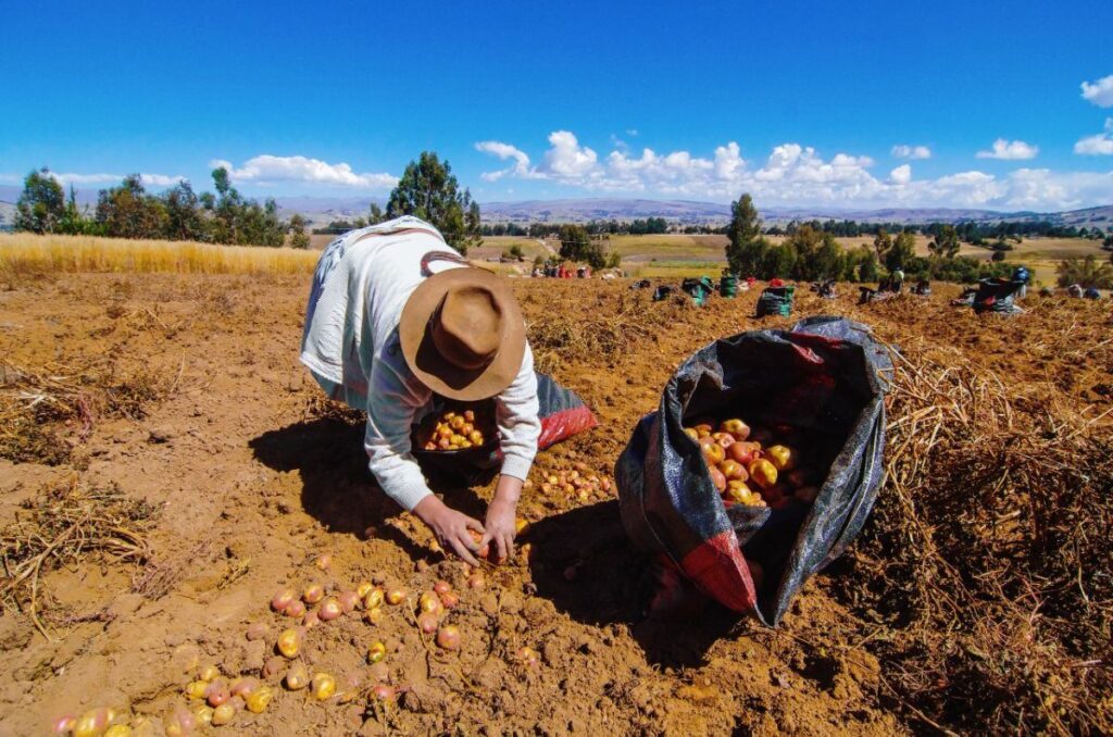 agricultor andino cosechando papas en el valle del mantaro durante la temporada de cultivo