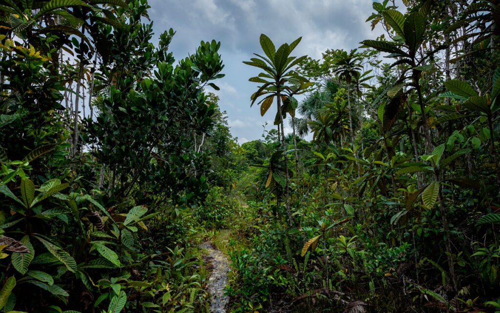 Sendero en la Reserva Nacional Allpahuayo Mishana rodeado de vegetación amazónica y árboles de varillal