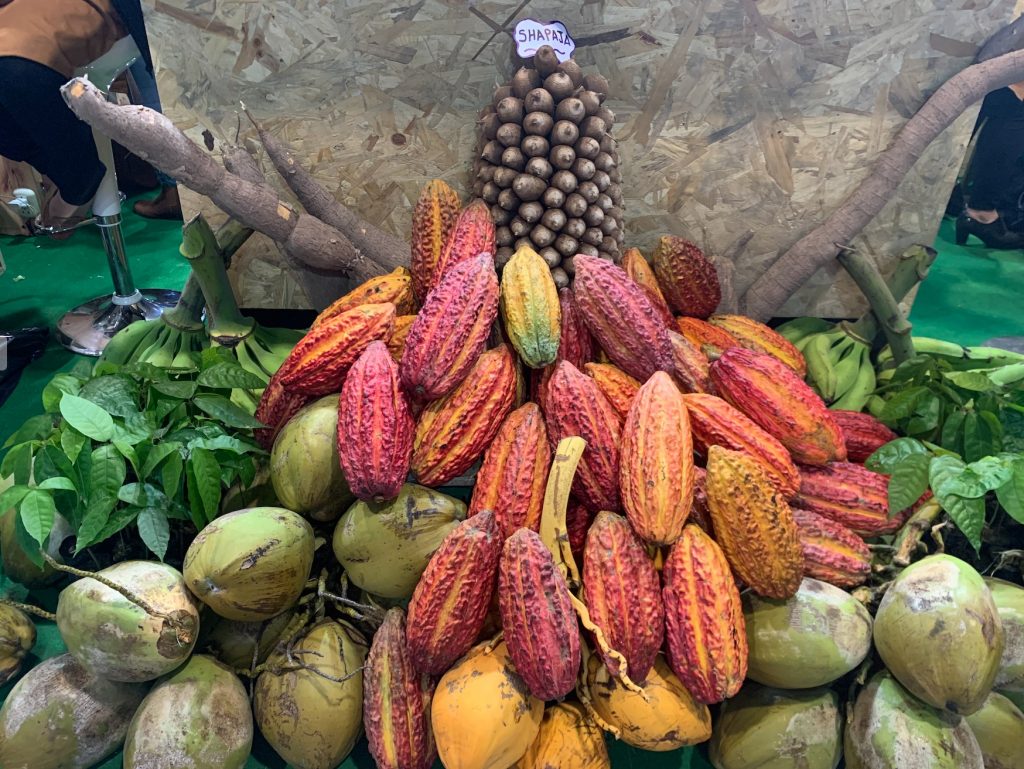 Variedad del Cacao en el Perú