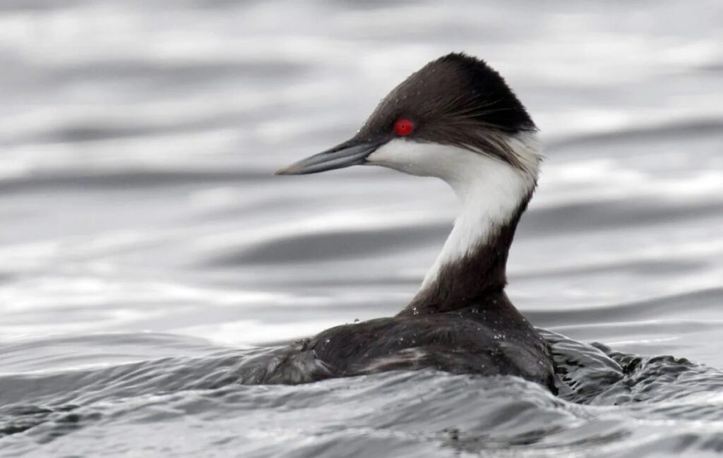 Zambullidor de Junín nadando en el Lago Junín, ave endémica y en peligro de extinción de los Andes centrales del Perú