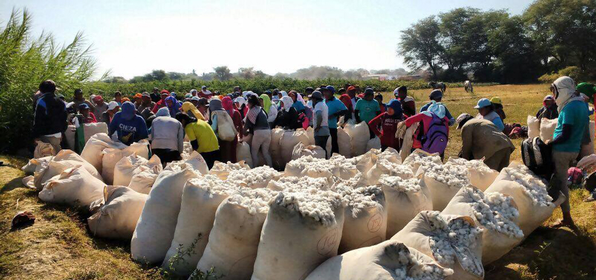 El cultivo de algodón en Piura