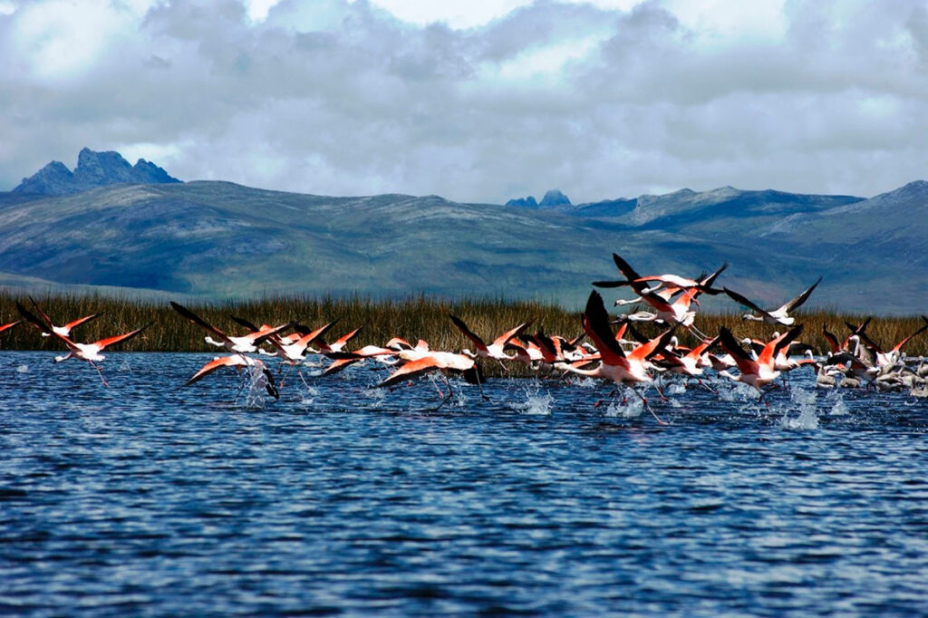 Flamencos alzan vuelo sobre el Lago Junín con el paisaje andino de fondo