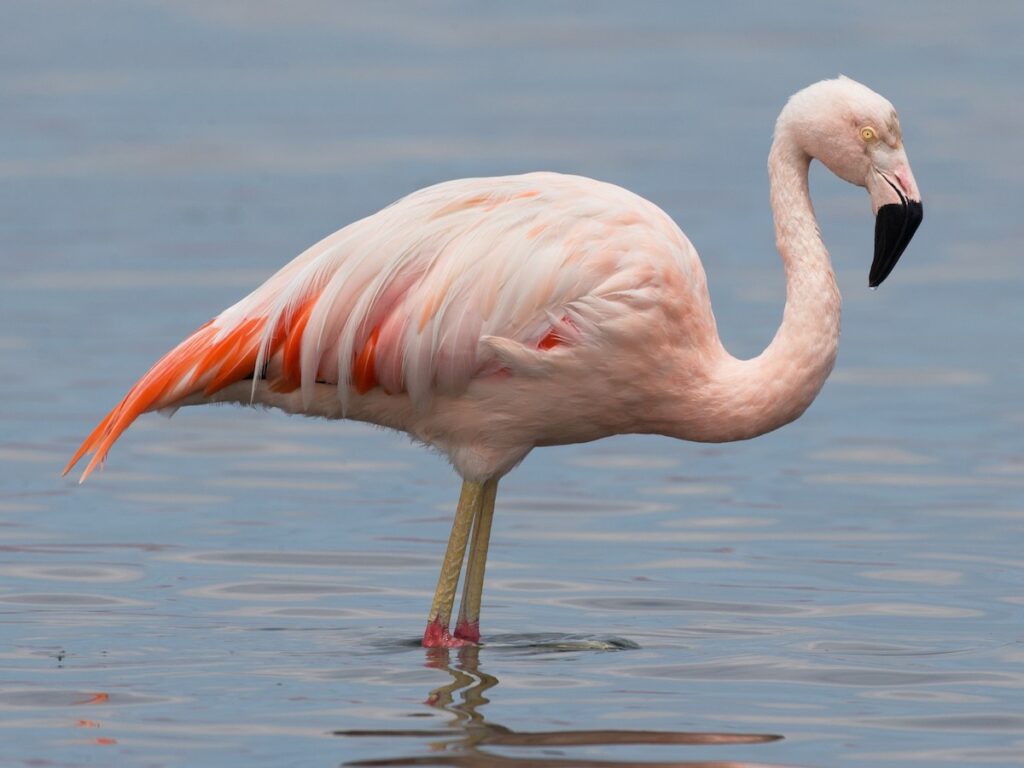Flamenco chileno en las aguas del Lago Junín durante su estancia estacional