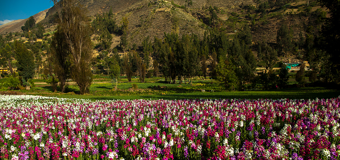 la ruta de las flores en huancayo