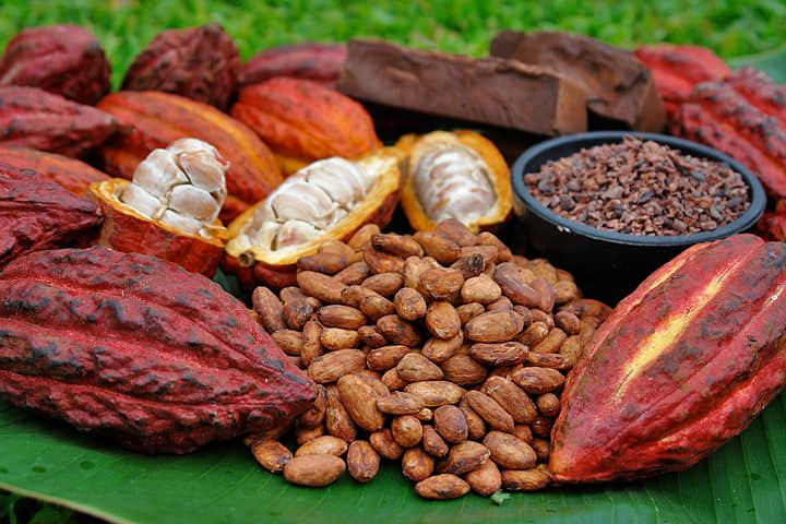 Ruta del cacao fino en Tocache