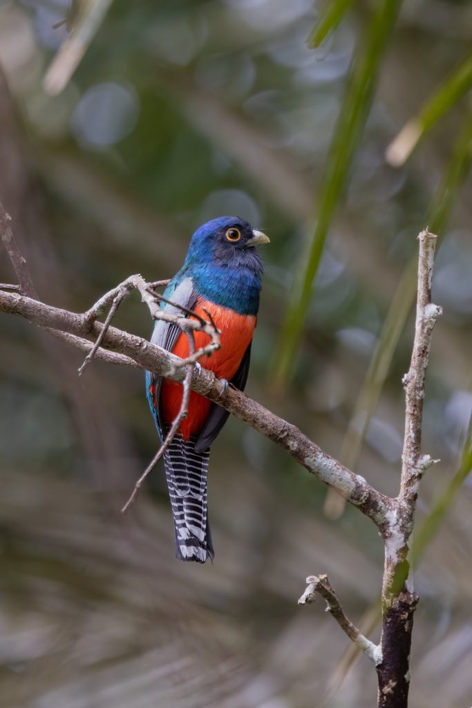 Aves de la Reserva Nacional Tambopata 
