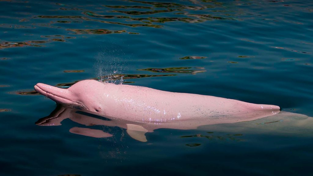 El delfín rosado