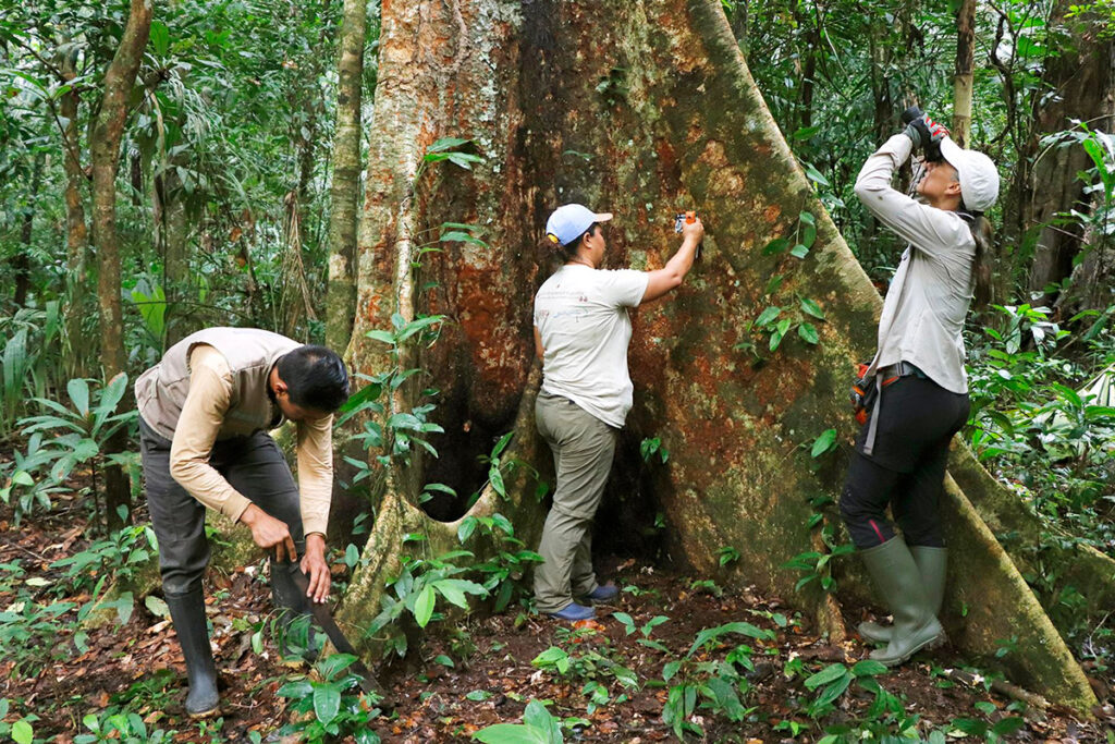 conservación en la selva peruana