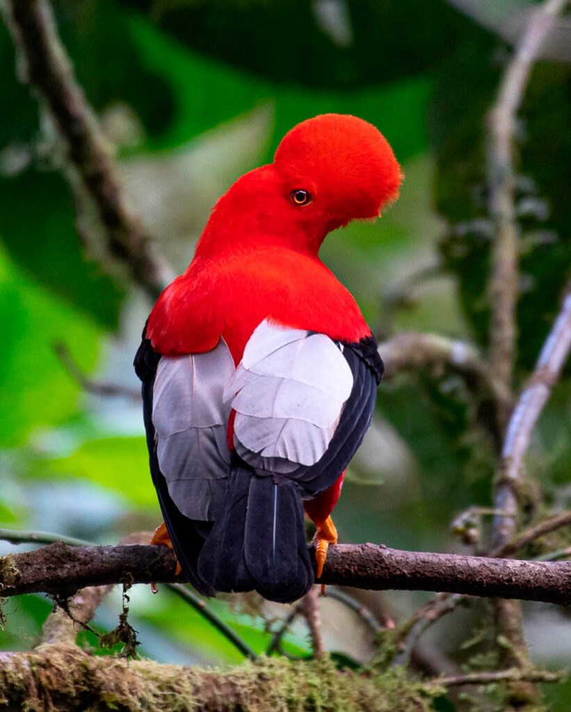 gallito de las rocas peruano