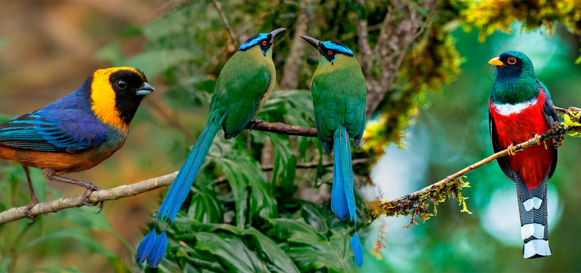 Observación de aves en machu picchu