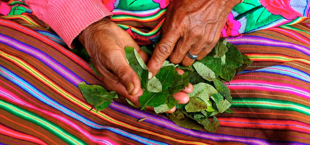 manos andinas con hojas de coca