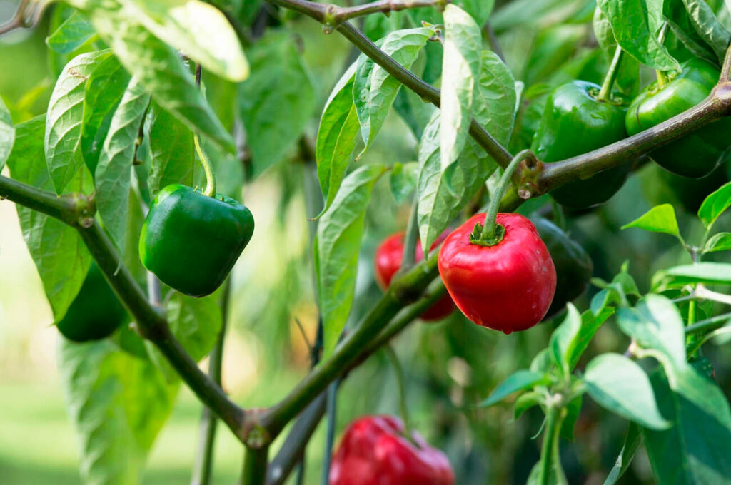 Rocoto peruano