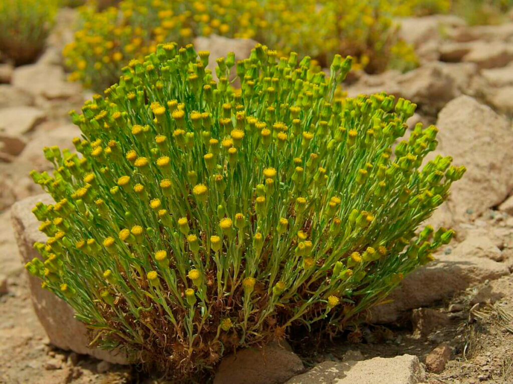 Arbusto chachacoma