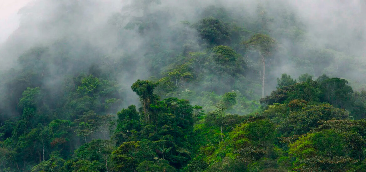 bosques nublados