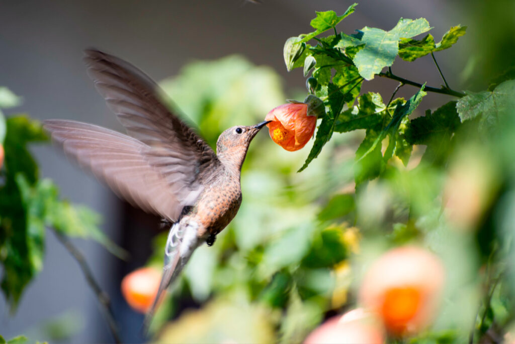 colibrí gigante