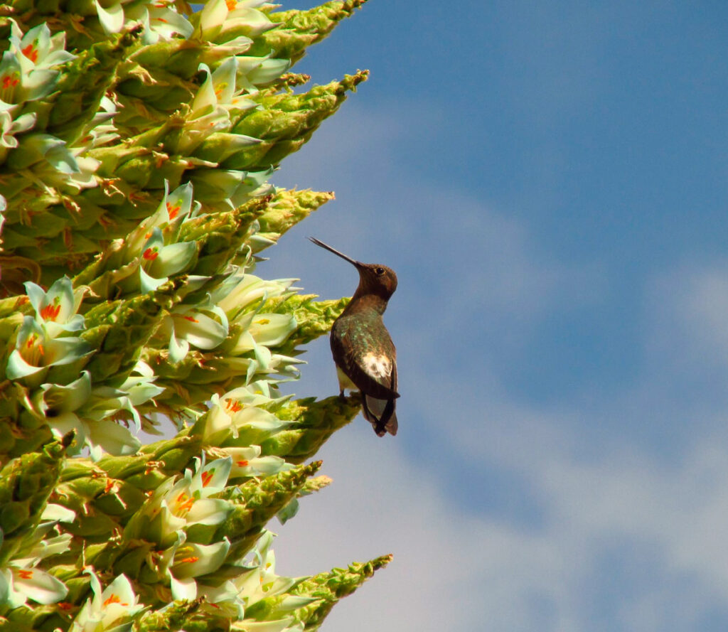 colibrí con puya de raimondi