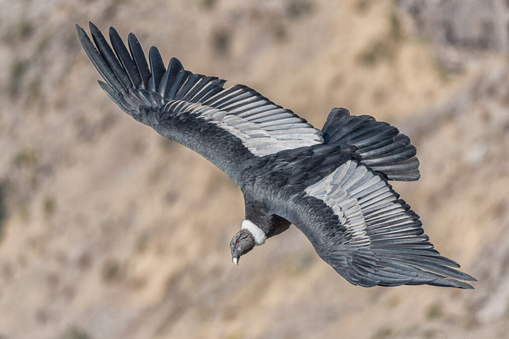 Avistamiento de cóndores en Salkantay