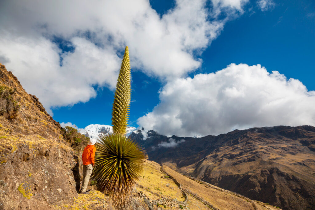 conservación de la puya de raimondi