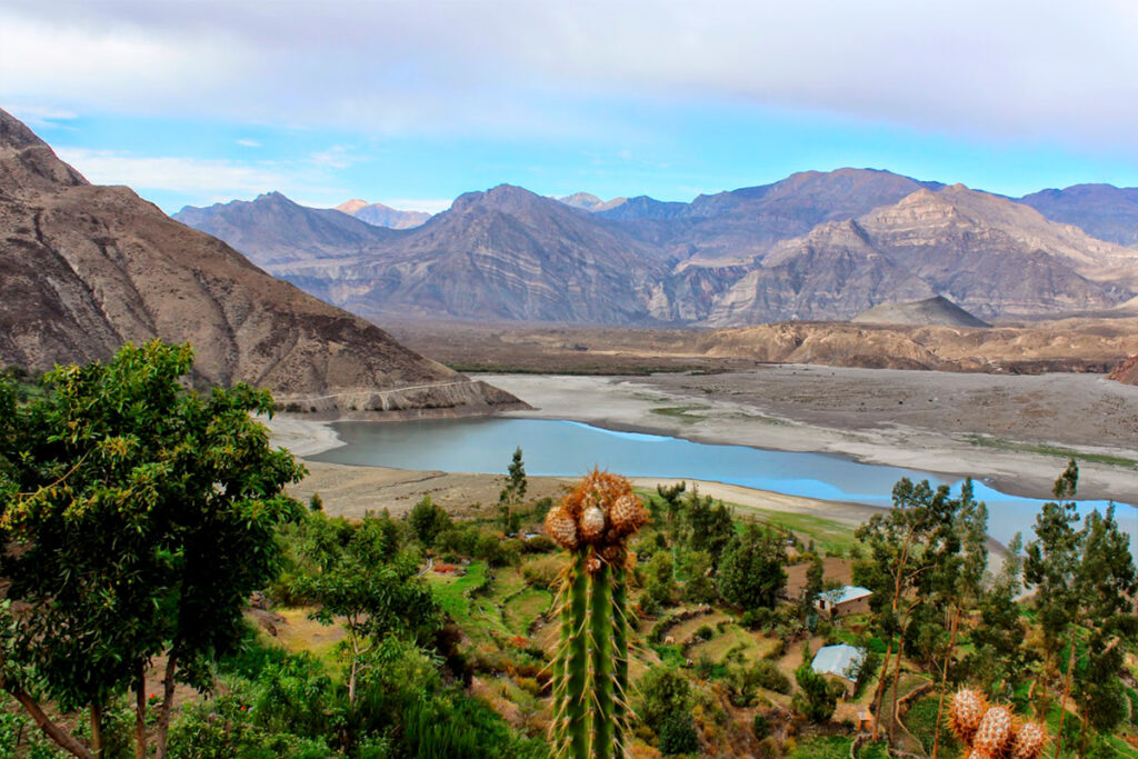 Flora del Valle de los Volcanes