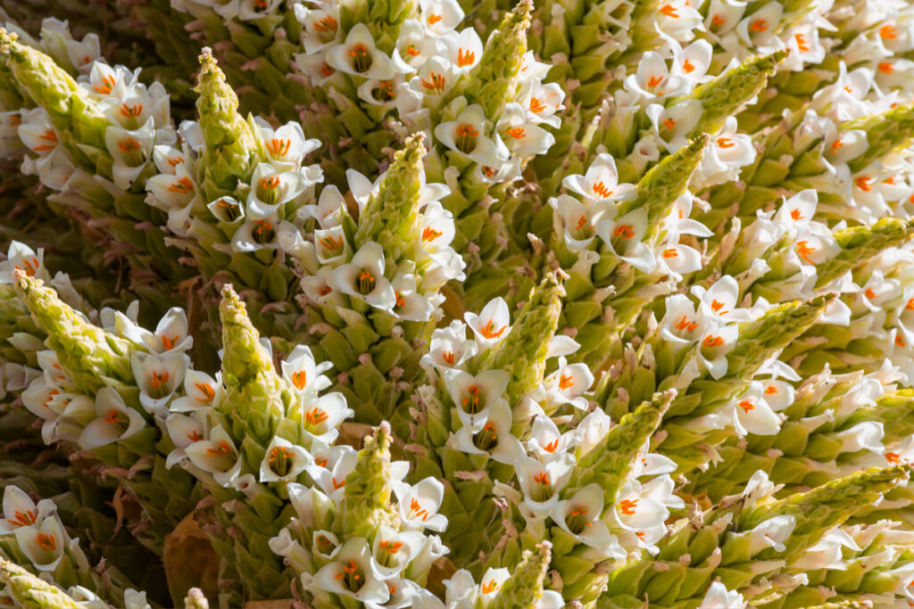 Flores de Puya de Raimondi