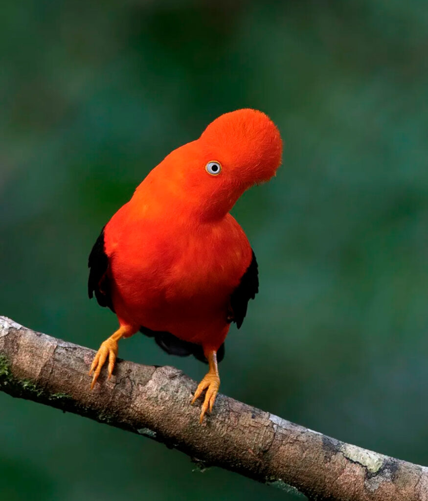 Gallito de las rocas