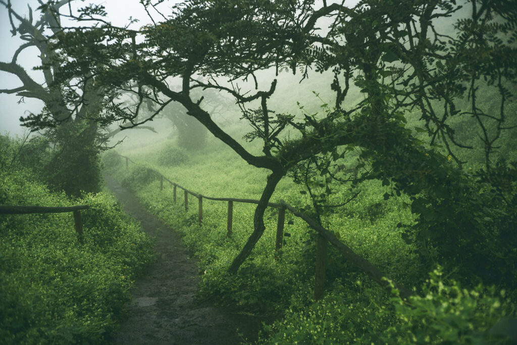 Lomas de Lachay