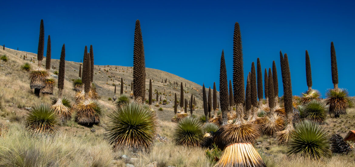 Puya Raimondi