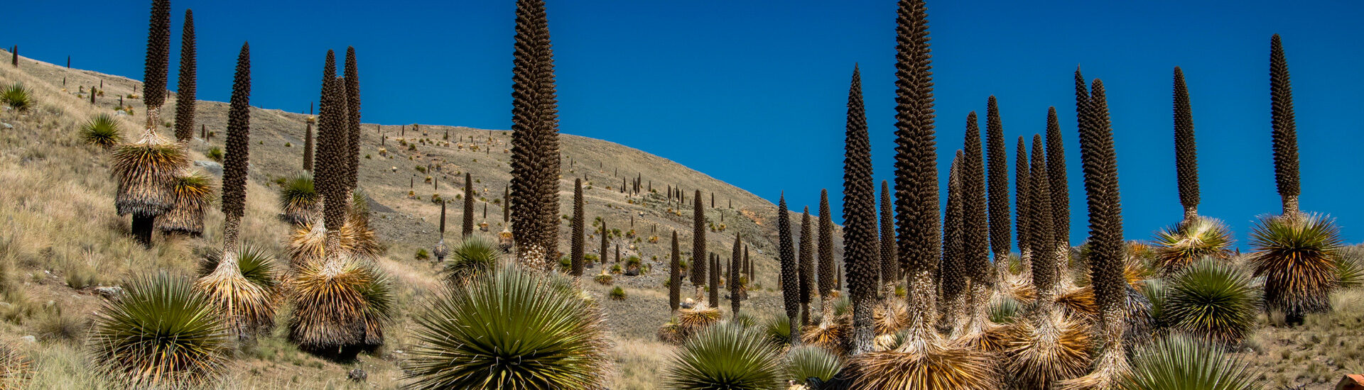 Puya Raimondi