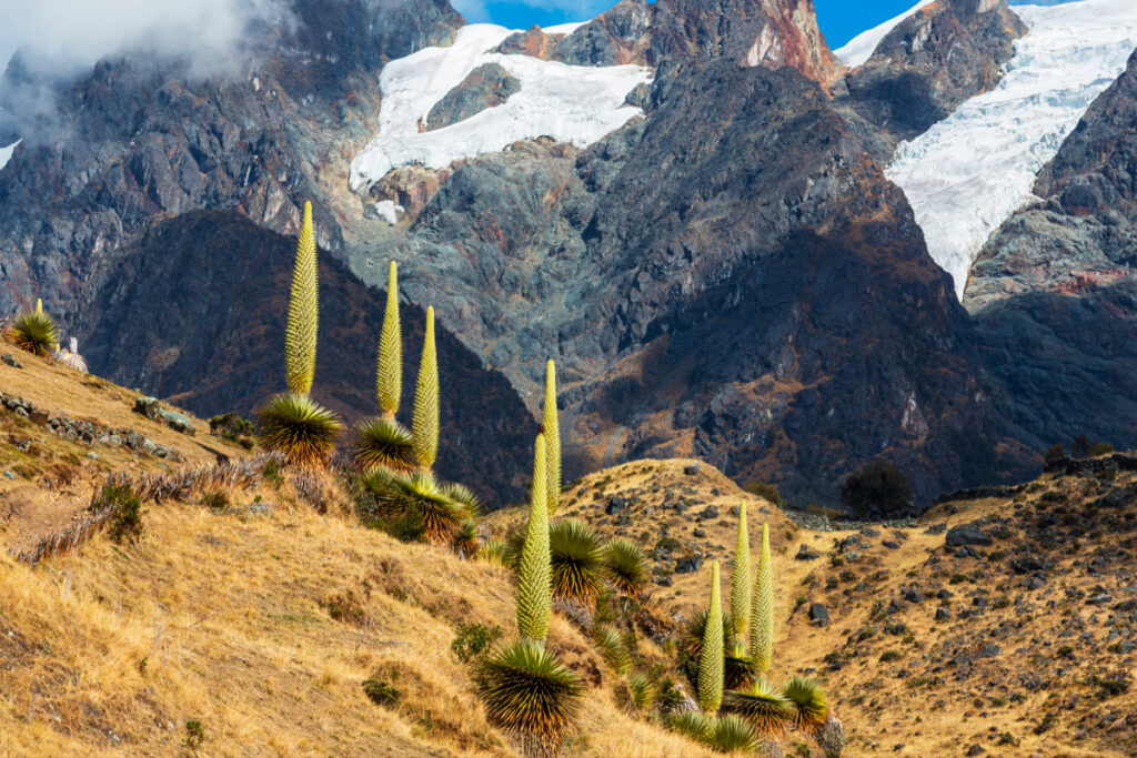 Puyas de raimondi en las alturas