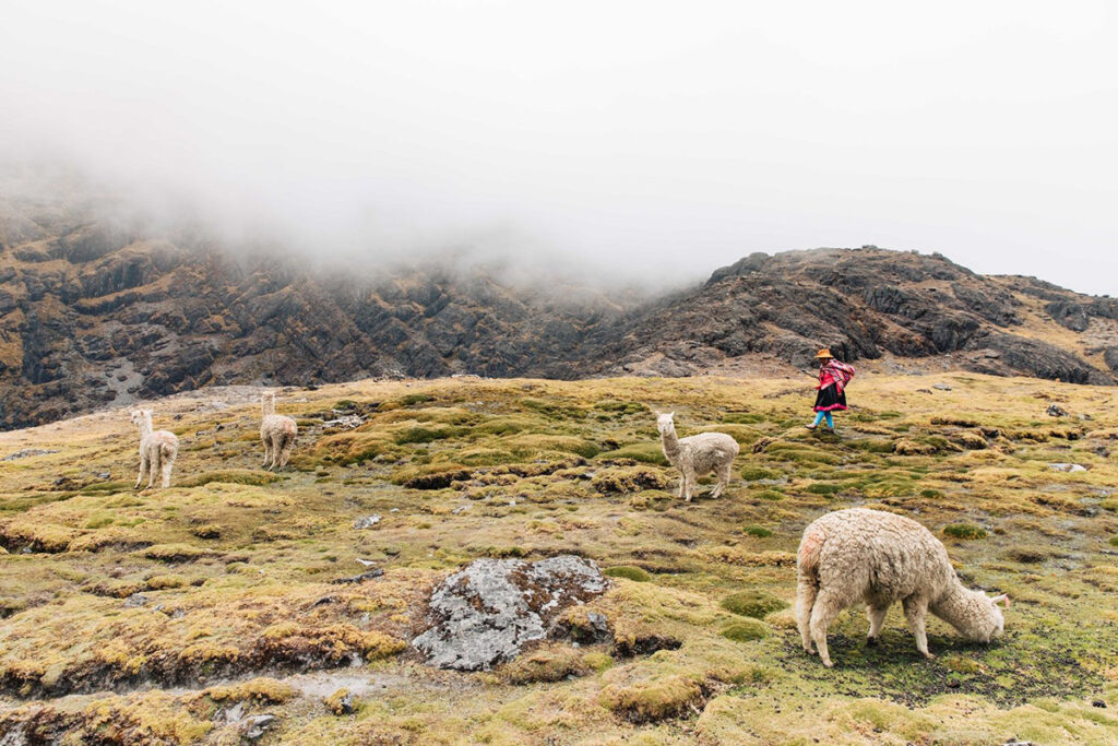 Qeros pastoreando alpacas