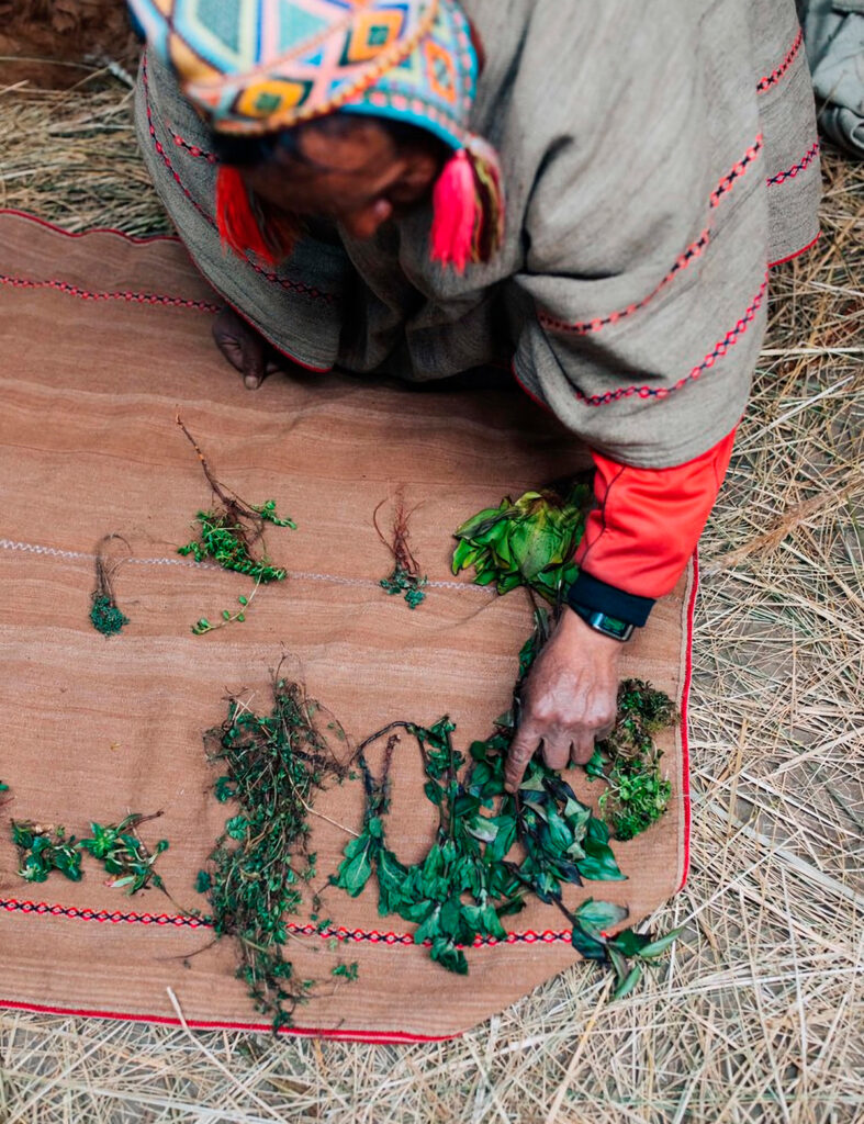 Plantas medicinales de los Qeros