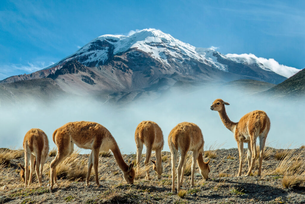 Vicuñas peruanas