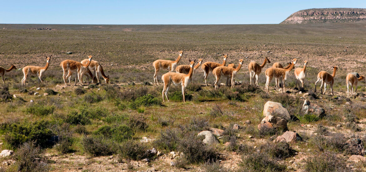 vicuñas de pampas galeras