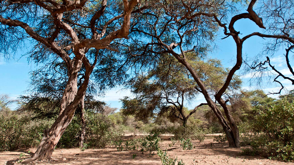 Algarrobos del Bosque de Pómac