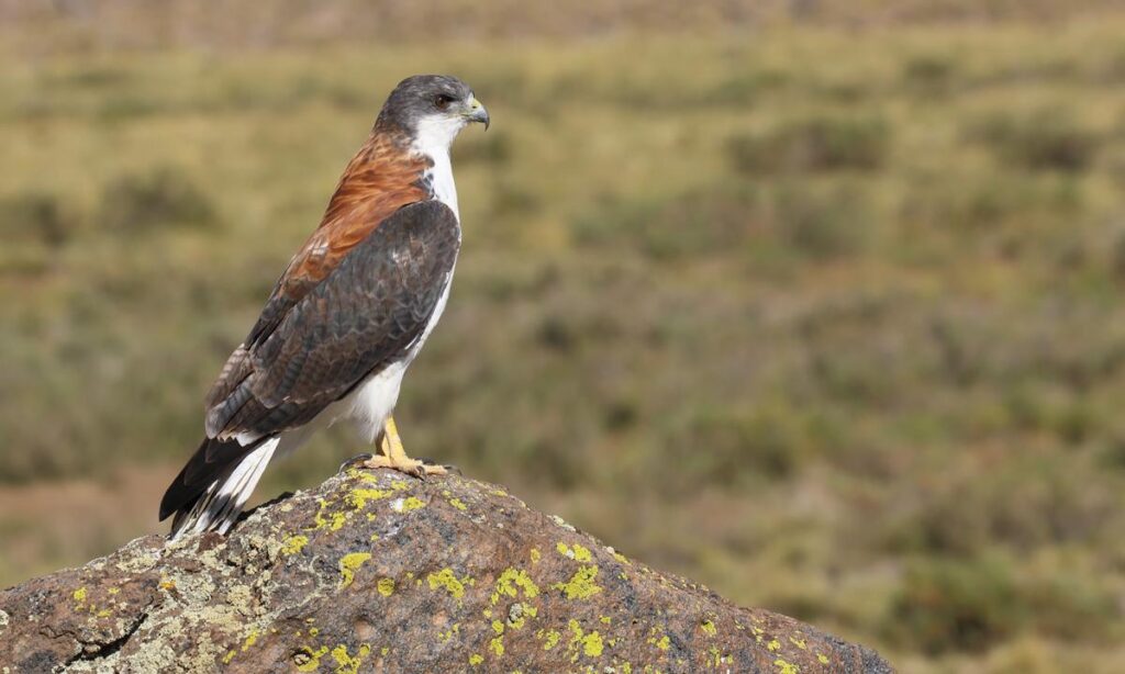 Avistamiento de Aves en el Valle de Lurín