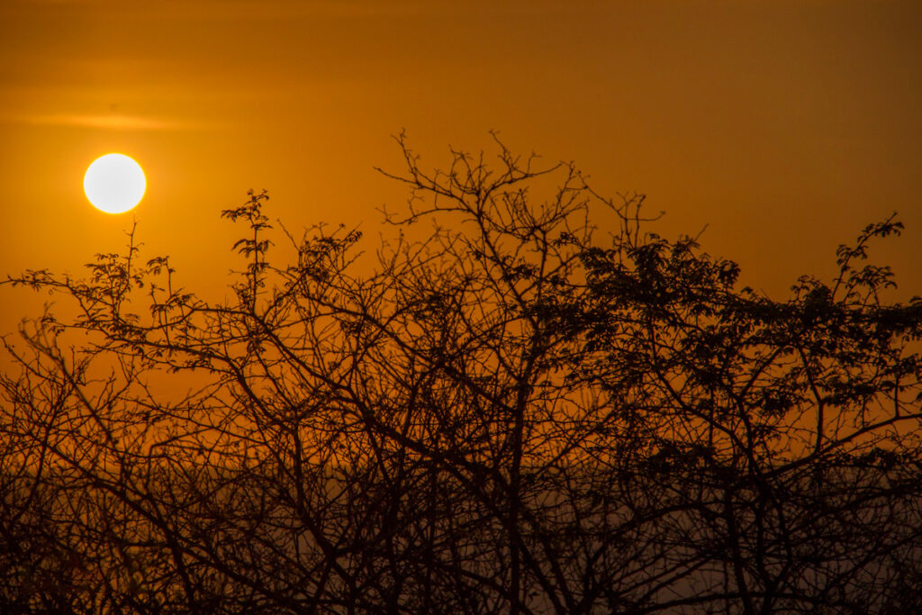 Atardecer de Algarrobos en la reserva nacional cerros de amotape