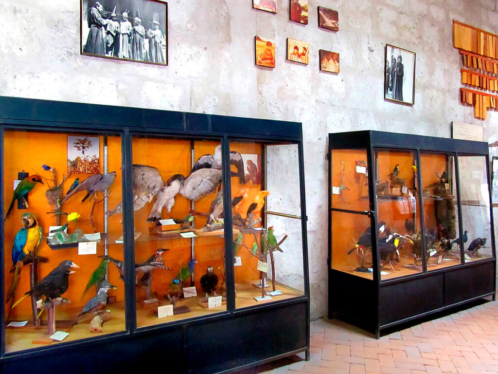 Colección de animales disecados del museo de la recoleta