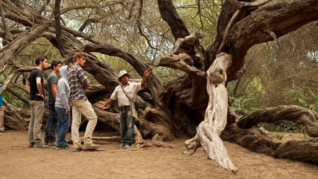 Árbol milenario del bosque de Pómac