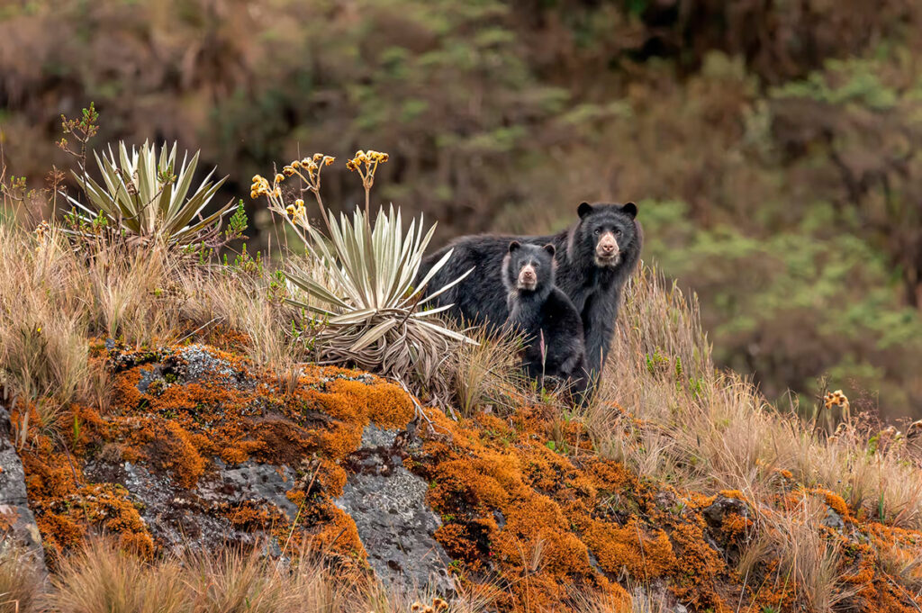 Avistamiento de osos de Anteojos