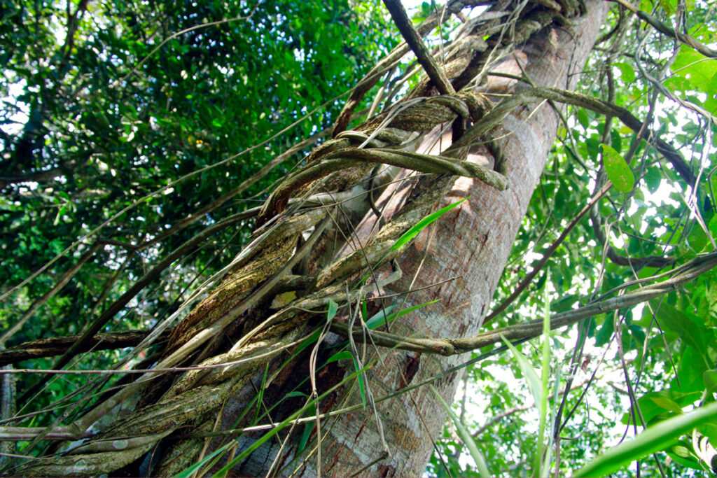 Enredadera de Ayahuasca