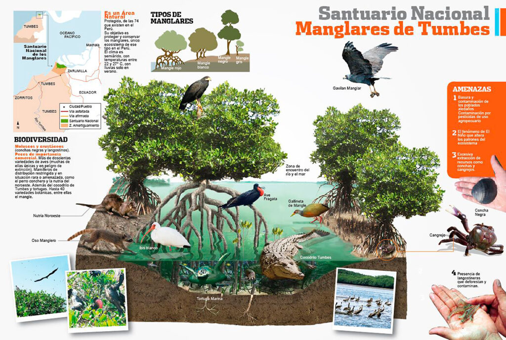 Biodiversidad de los bosques de manglares de tumbes
 