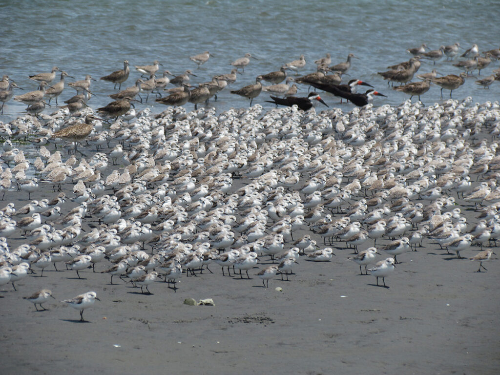 Fotografía de Naturaleza en el estuario de Virrilá