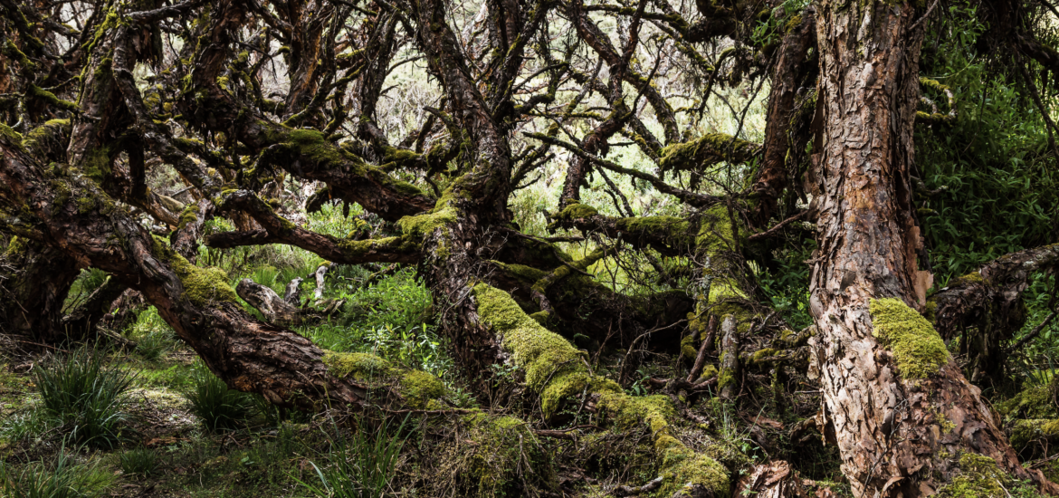 Bosques de queñuas del Perú