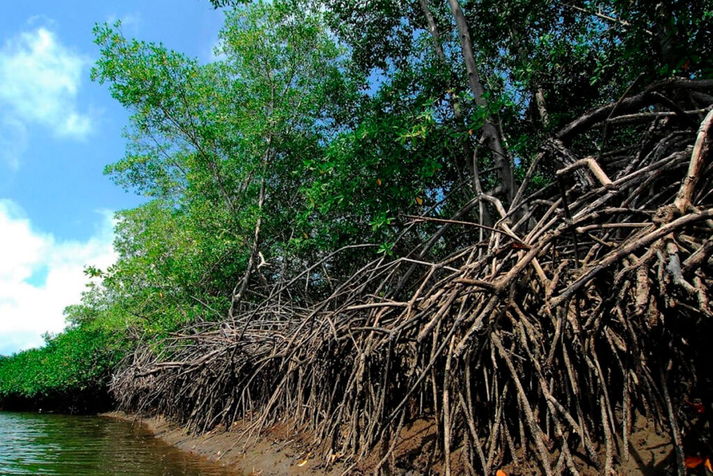 Bosque de manglares de Tumbes en Perú