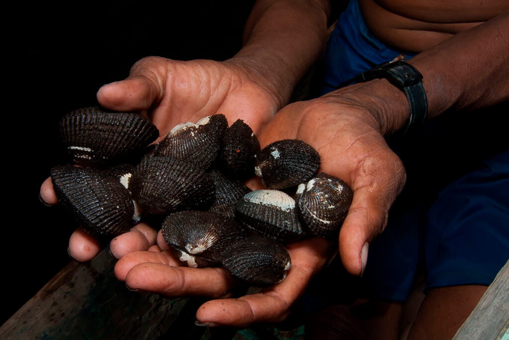 Conchas negras del bosque de manglares de Tumbes
