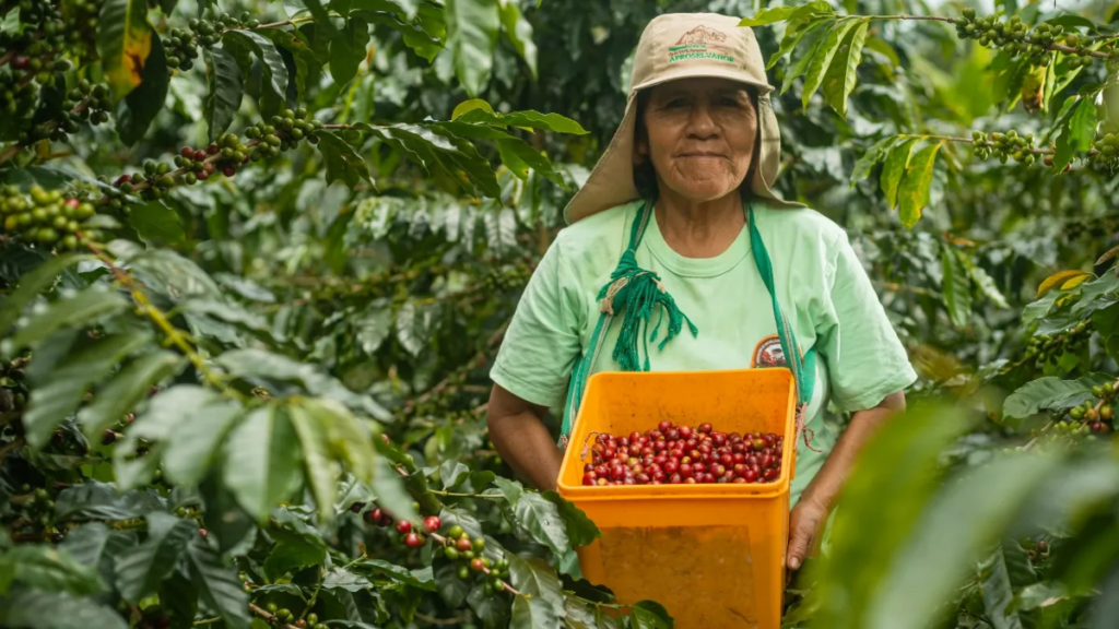 Cultivo de café en la amazonia peruana