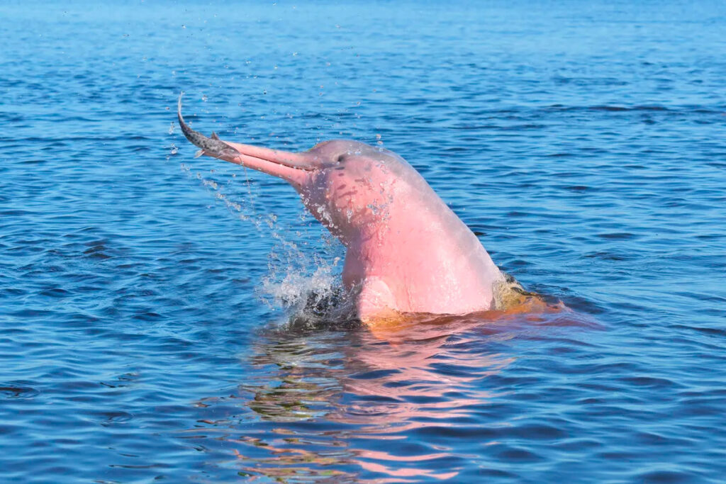 ecosistema del delfin rosado