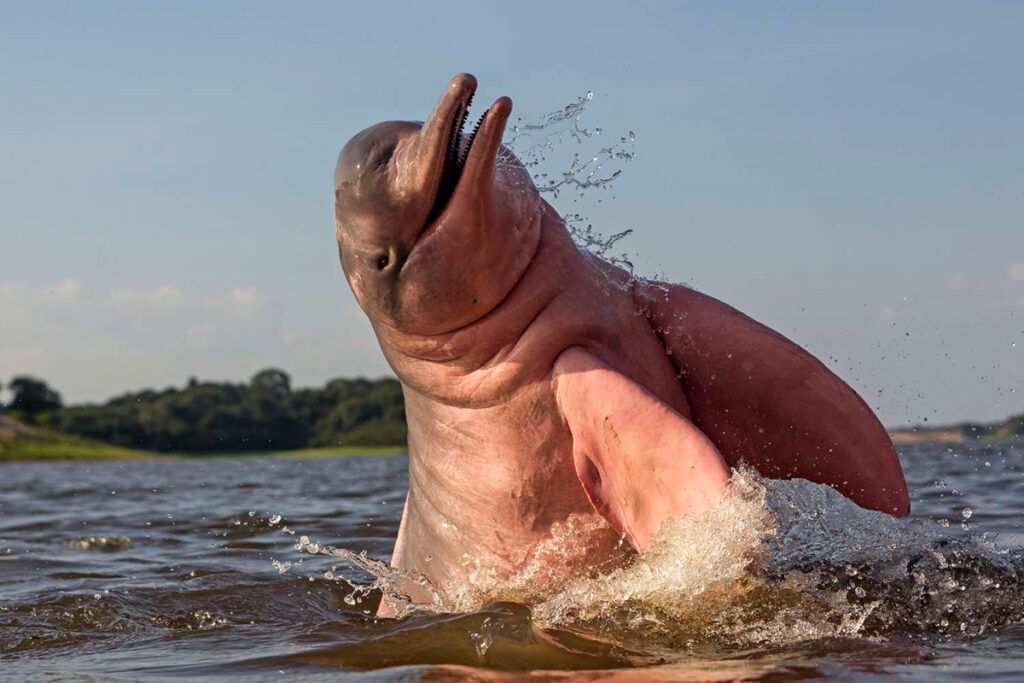 delfíon rosado jugando