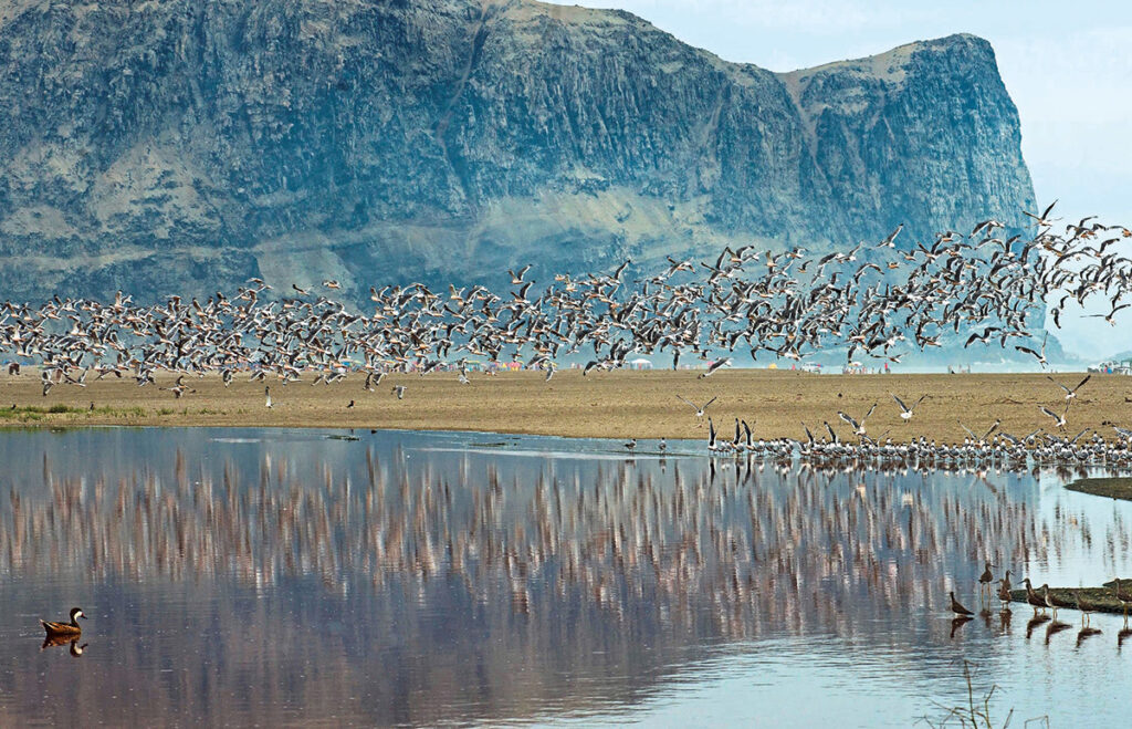 Avistamiento de aves en el estuario Virrilá