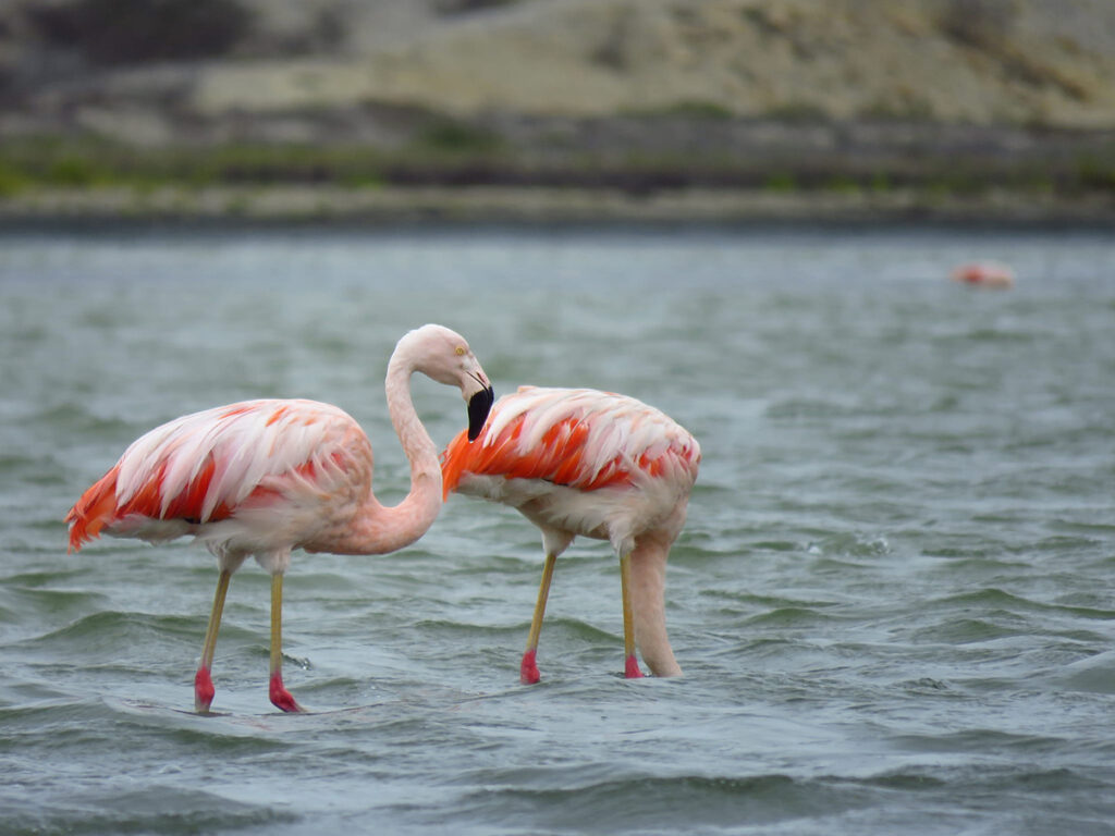 Flamencos del estuario de virrilá